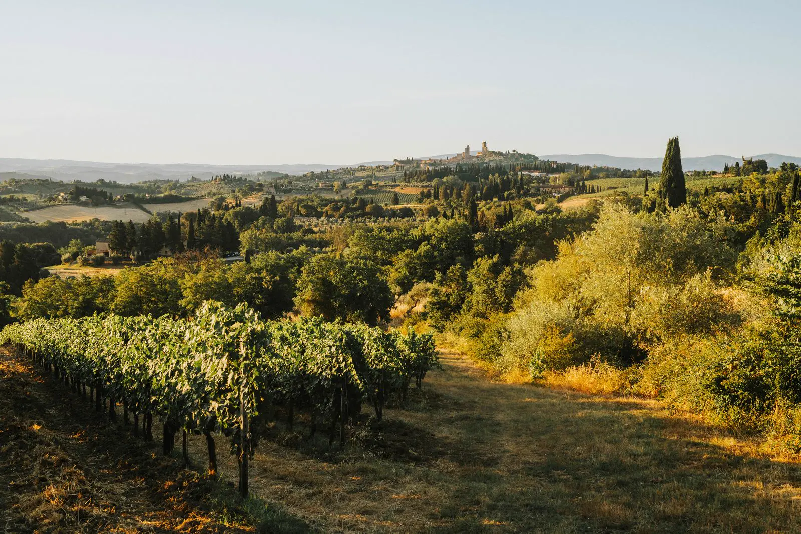 Filari di vigneto in collina